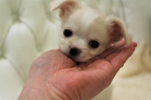 成約済の東京都のチワワ(ロングコート)-114609の1枚目